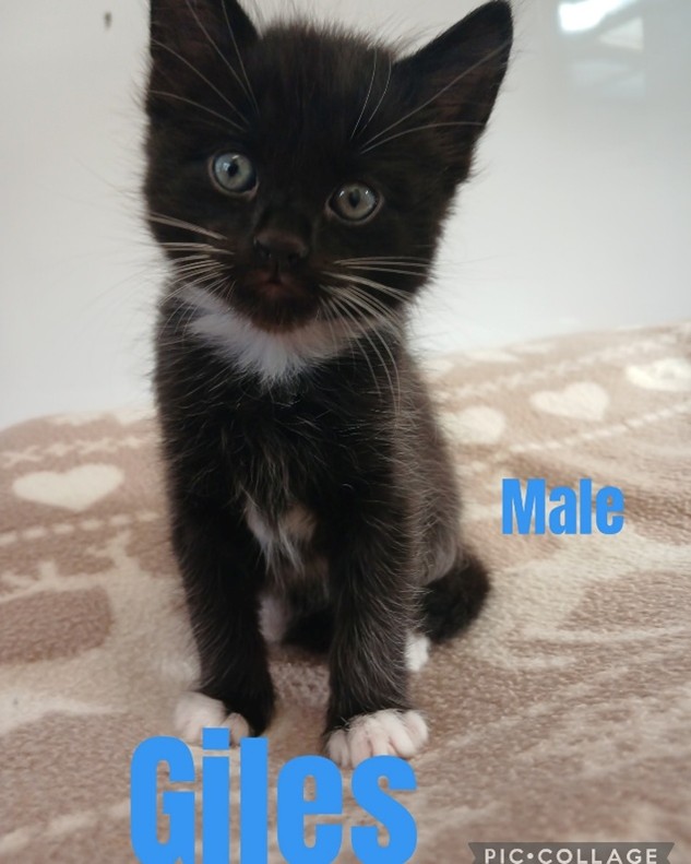 Adoptable cat at Pennine Pen Animal Rescue in Manchester, UK