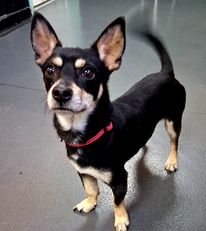 Adoptable dog at Pennine Pen Animal Rescue in Manchester, UK