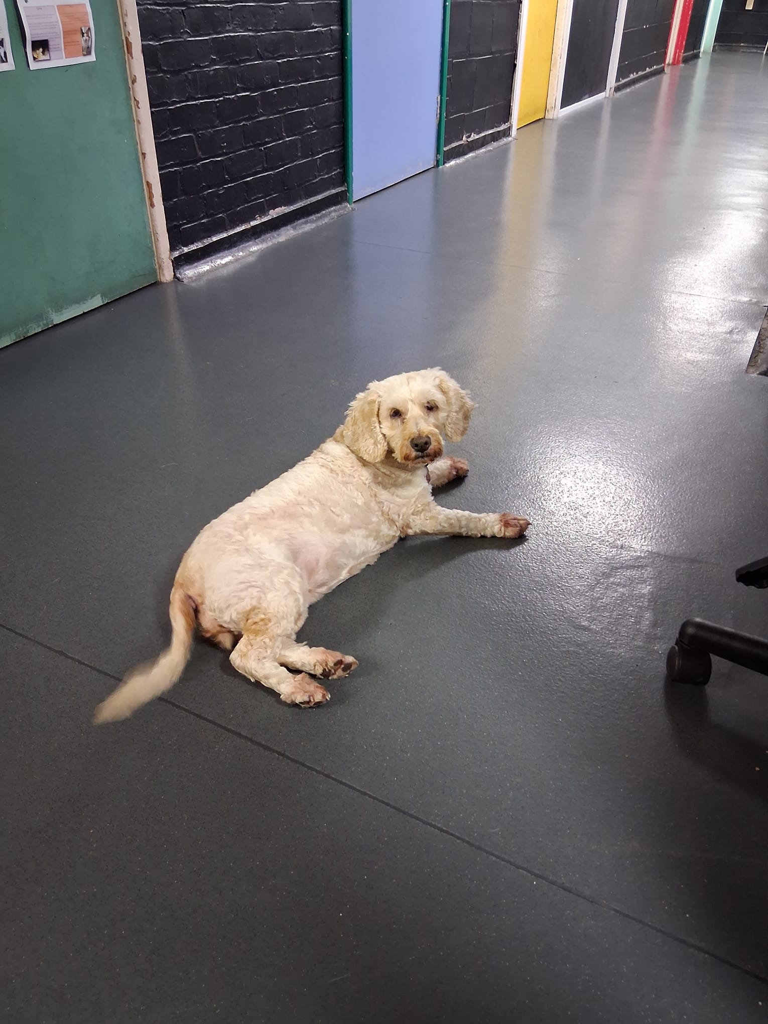 Adoptable dog at Pennine Pen Animal Rescue in Manchester, UK