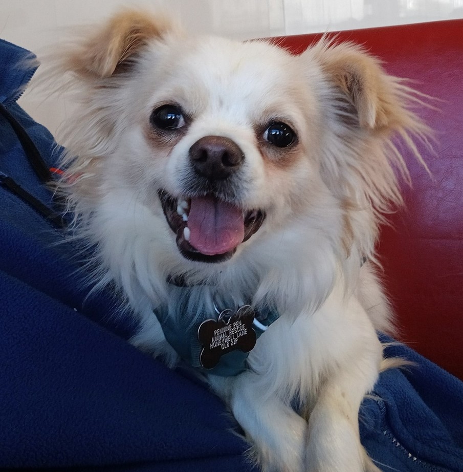 Adoptable dog at Pennine Pen Animal Rescue in Manchester, UK