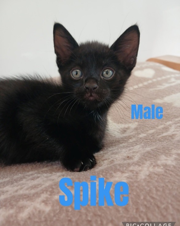 Adoptable cat at Pennine Pen Animal Rescue in Manchester, UK