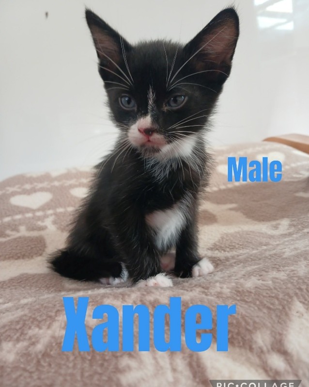 Adoptable cat at Pennine Pen Animal Rescue in Manchester, UK