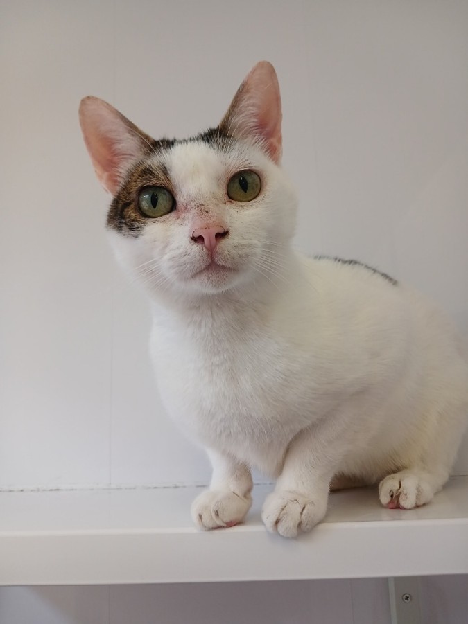 Adoptable cat at Pennine Pen Animal Rescue in Manchester, UK