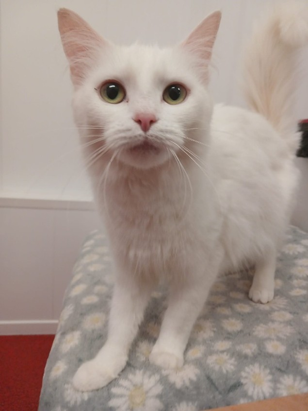 Adoptable cat at Pennine Pen Animal Rescue in Manchester, UK