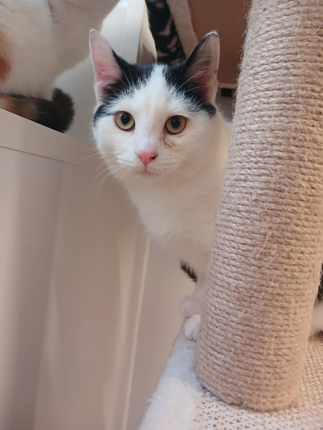 Adoptable cat at Pennine Pen Animal Rescue in Manchester, UK
