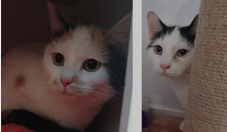 Adoptable cat at Pennine Pen Animal Rescue in Manchester, UK