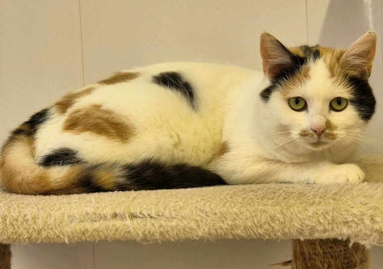 Adoptable cat at Pennine Pen Animal Rescue in Manchester, UK