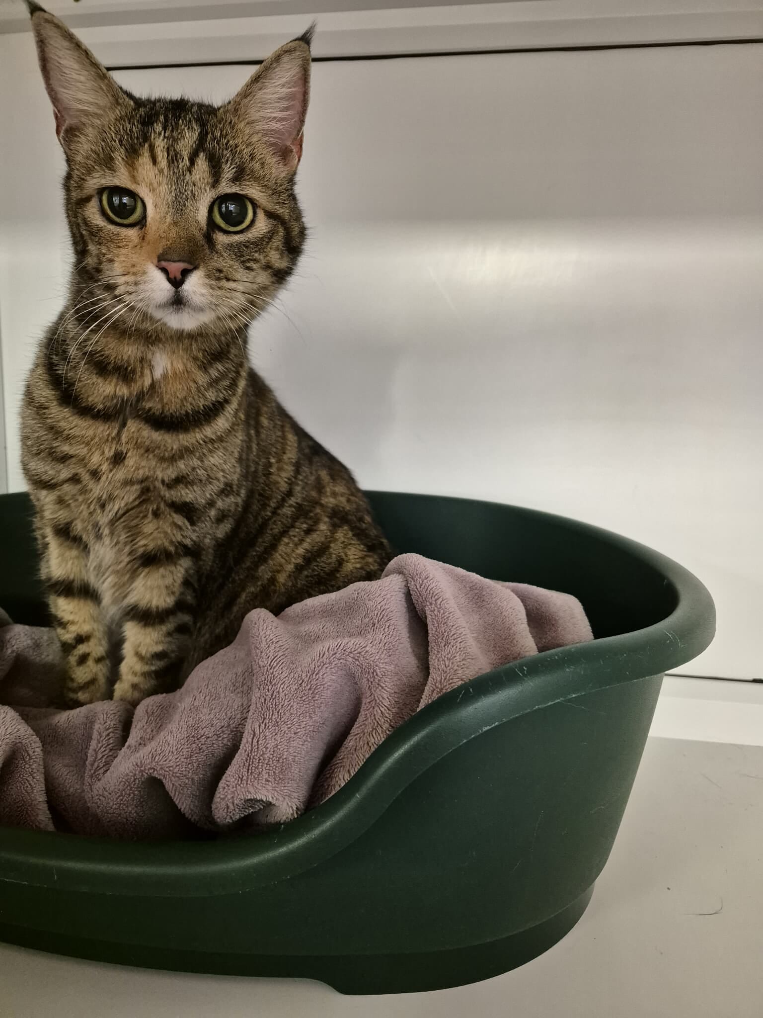 Adoptable cat at Pennine Pen Animal Rescue in Manchester, UK