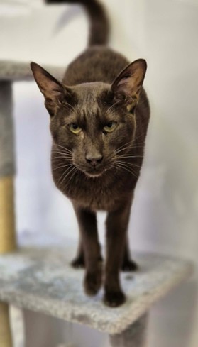 Adoptable cat at Pennine Pen Animal Rescue in Manchester, UK