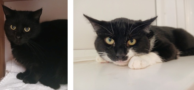 Adoptable cat at Pennine Pen Animal Rescue in Manchester, UK