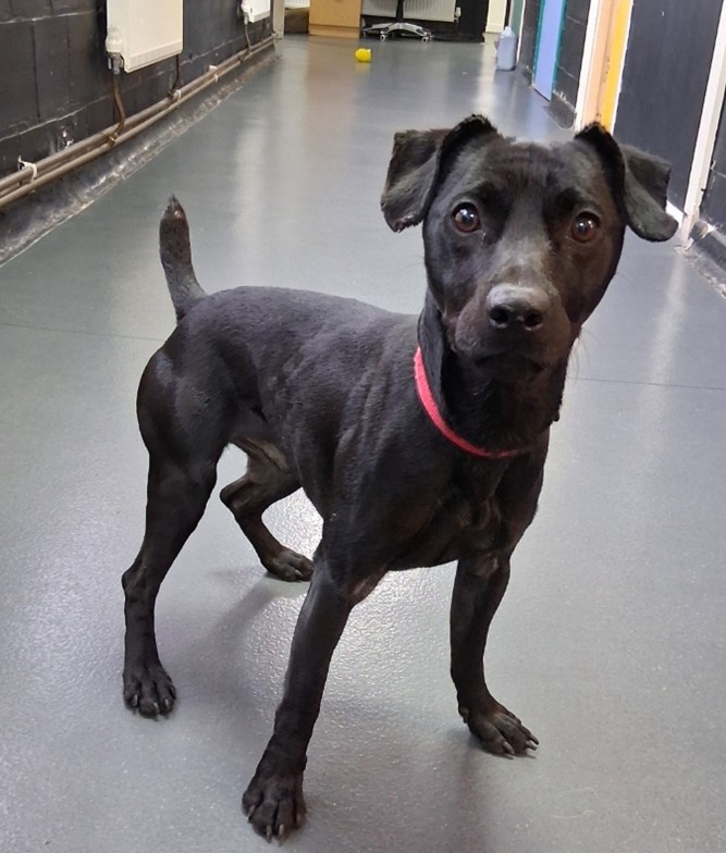 Adoptable dog at Pennine Pen Animal Rescue in Manchester, UK