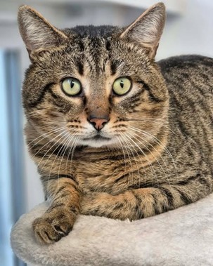 Adoptable cat at Pennine Pen Animal Rescue in Manchester, UK