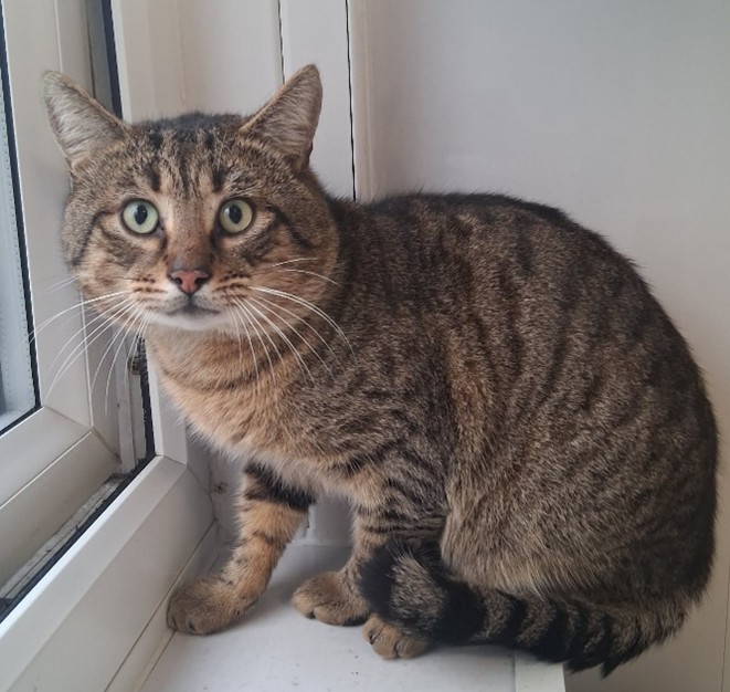 Adoptable cat at Pennine Pen Animal Rescue in Manchester, UK
