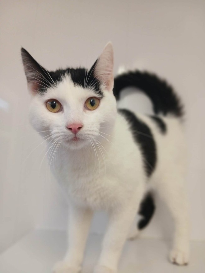 Adoptable cat at Pennine Pen Animal Rescue in Manchester, UK