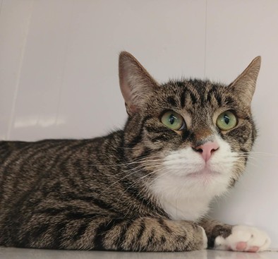 Adoptable cat at Pennine Pen Animal Rescue in Manchester, UK