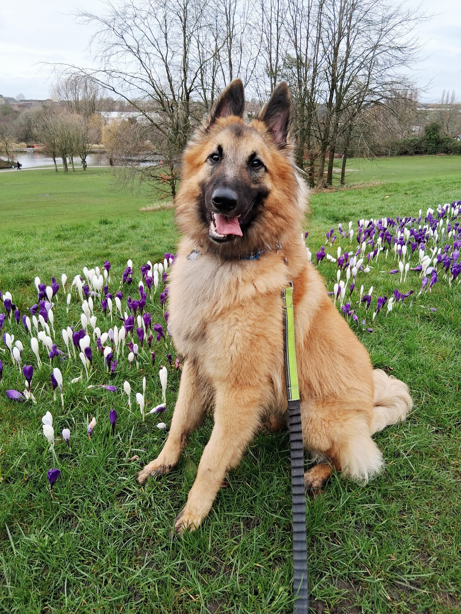 Adoptable dog at Pennine Pen Animal Rescue in Manchester, UK