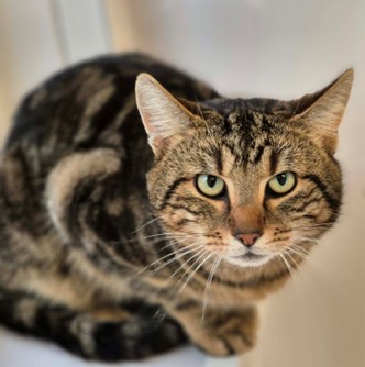 Adoptable cat at Pennine Pen Animal Rescue in Manchester, UK