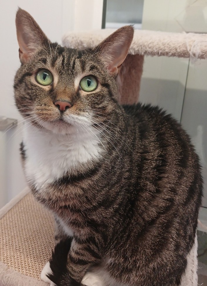Adoptable cat at Pennine Pen Animal Rescue in Manchester, UK