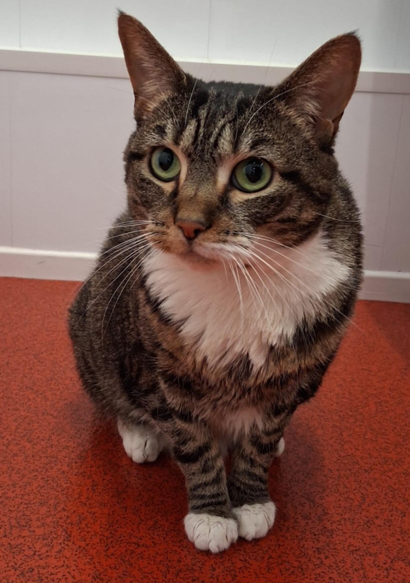 Adoptable cat at Pennine Pen Animal Rescue in Manchester, UK