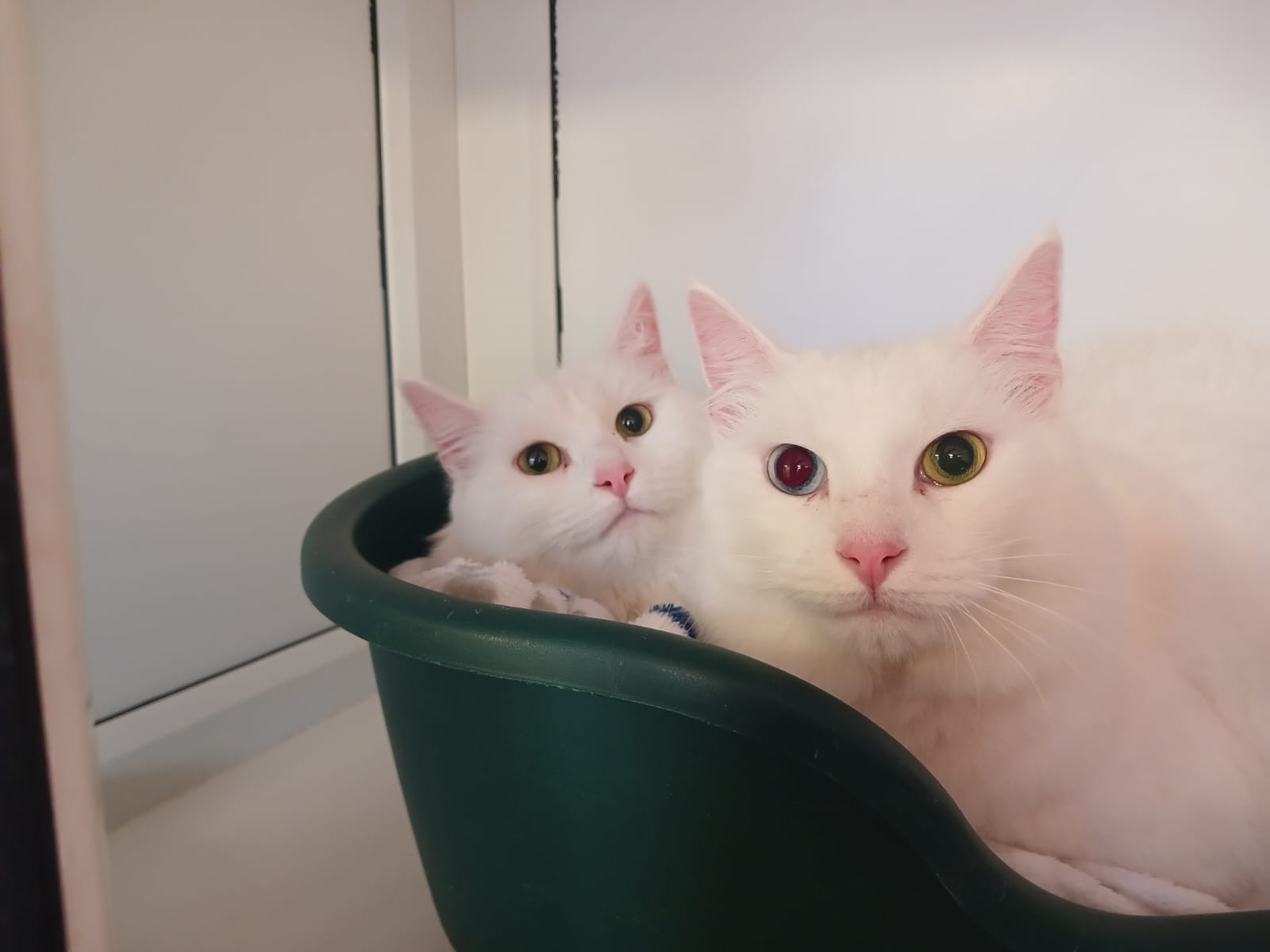 Adoptable cat at Pennine Pen Animal Rescue in Manchester, UK