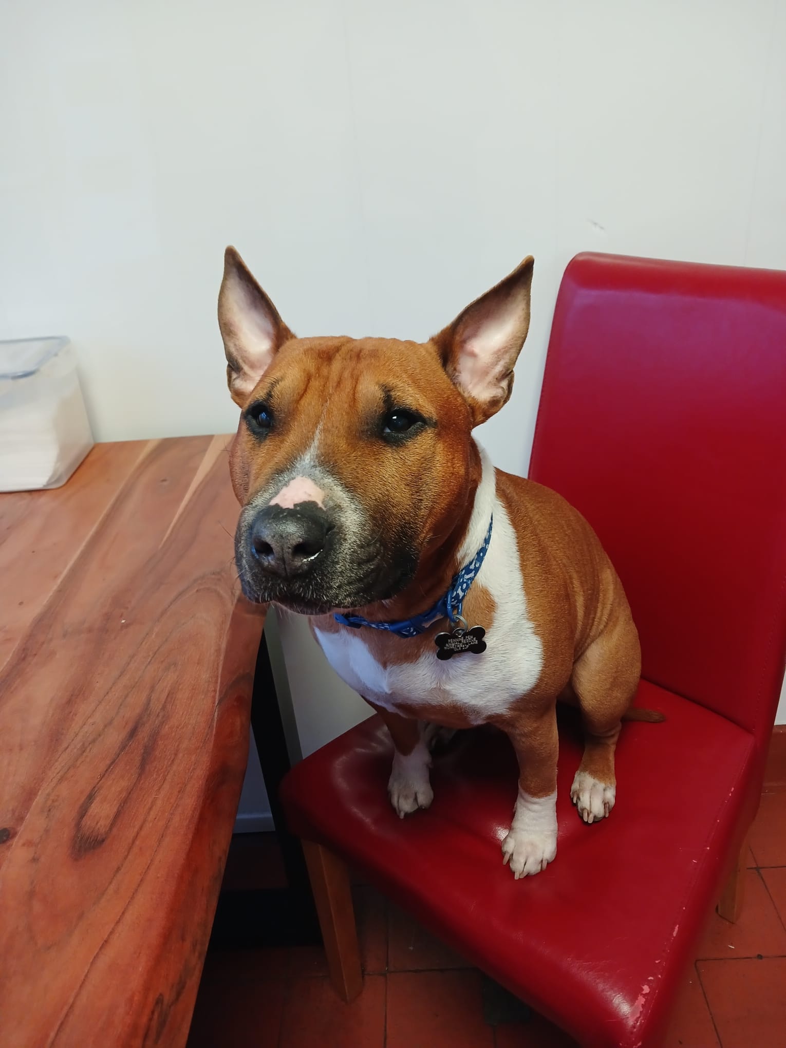 Adoptable dog at Pennine Pen Animal Rescue in Manchester, UK