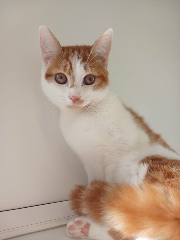 Adoptable cat at Pennine Pen Animal Rescue in Manchester, UK