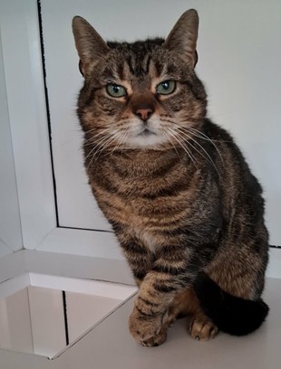 Adoptable cat at Pennine Pen Animal Rescue in Manchester, UK