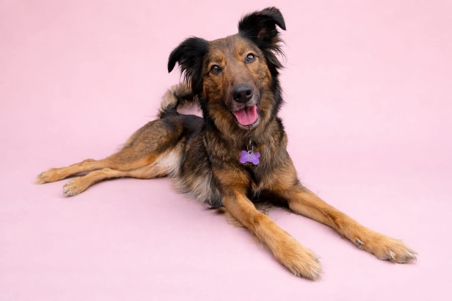 Adoptable dog at Pennine Pen Animal Rescue in Manchester, UK