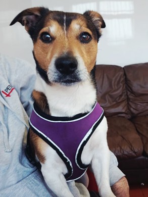 Adoptable dog at Pennine Pen Animal Rescue in Manchester, UK