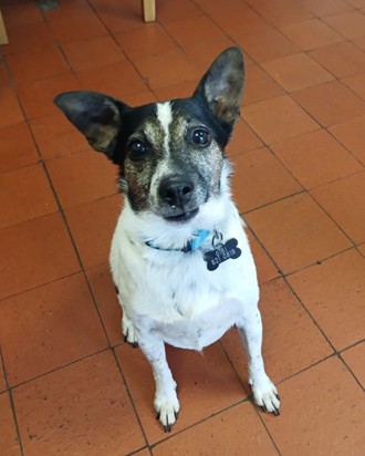 Adoptable dog at Pennine Pen Animal Rescue in Manchester, UK