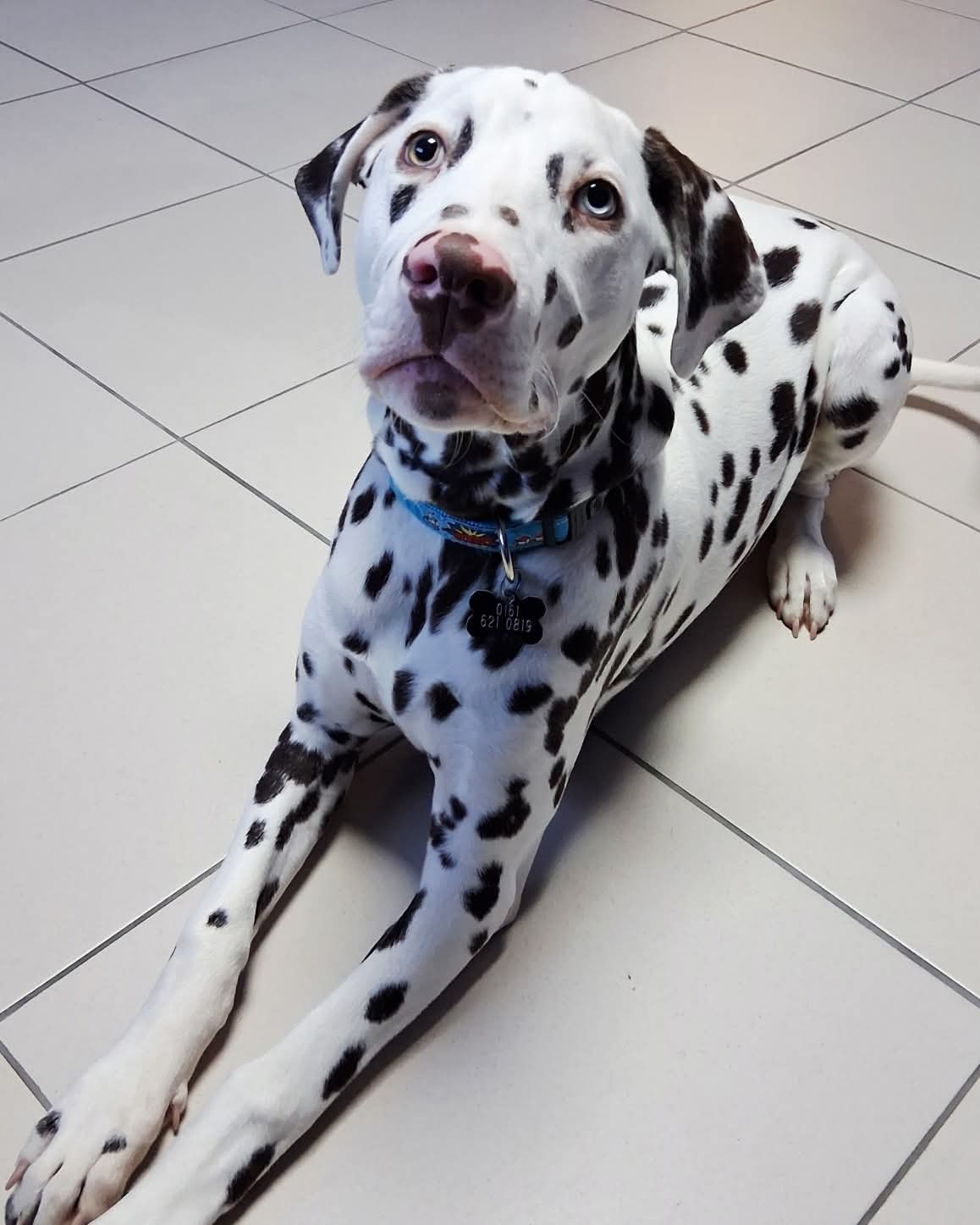 Adoptable dog at Pennine Pen Animal Rescue in Manchester, UK