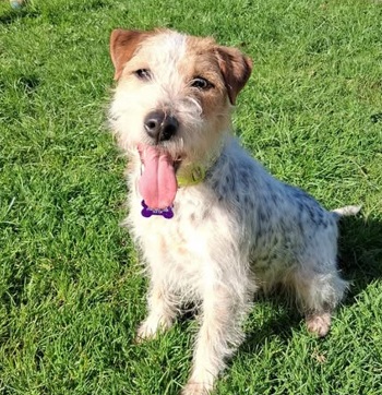 Adoptable dog at Pennine Pen Animal Rescue in Manchester, UK
