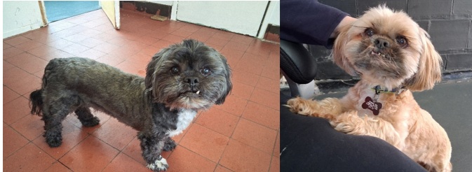 Adoptable dog at Pennine Pen Animal Rescue in Manchester, UK