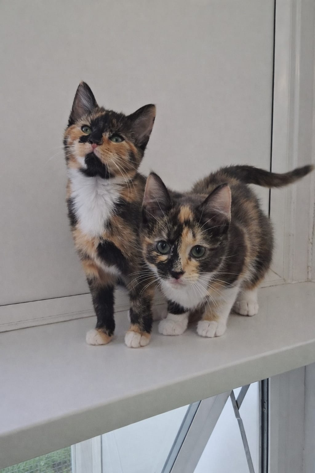 Adoptable cat at Pennine Pen Animal Rescue in Manchester, UK