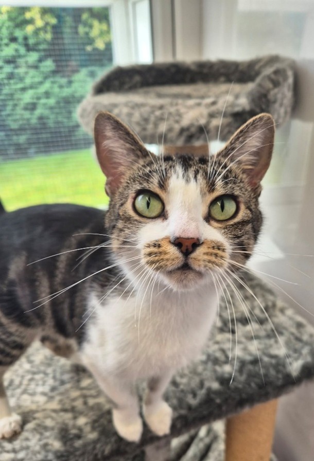 Adoptable cat at Pennine Pen Animal Rescue in Manchester, UK