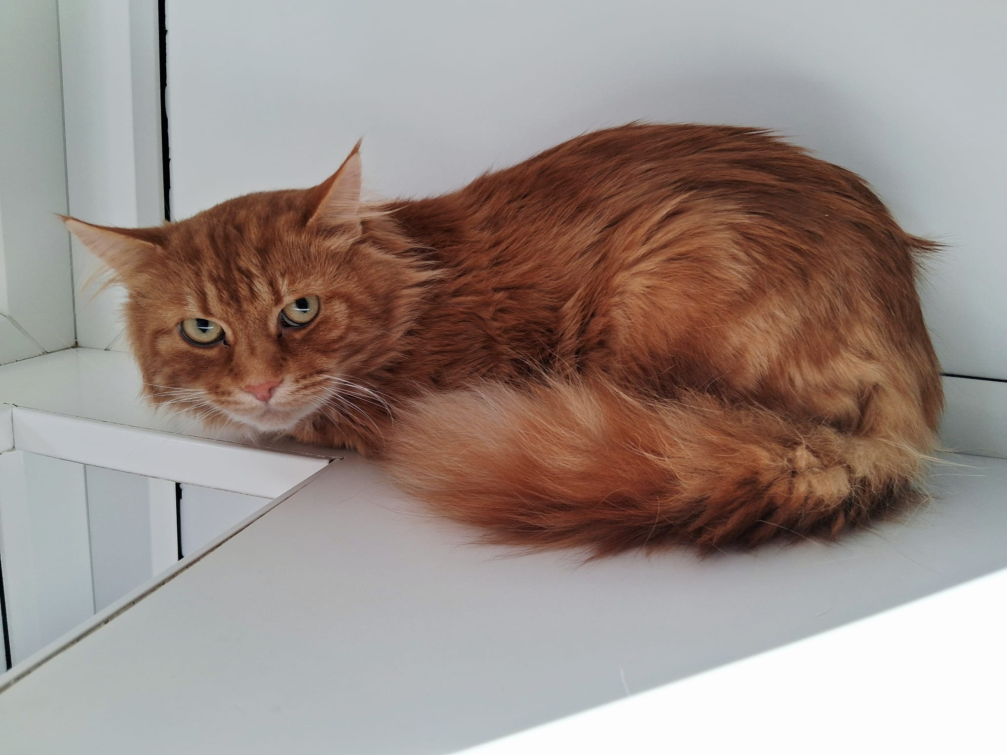 Adoptable cat at Pennine Pen Animal Rescue in Manchester, UK