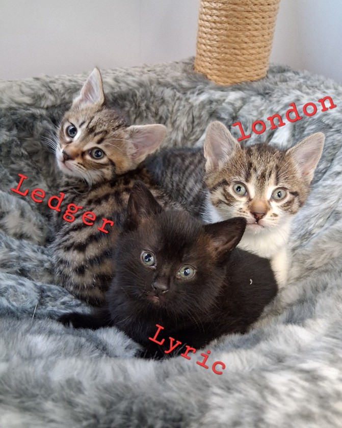 Adoptable cat at Pennine Pen Animal Rescue in Manchester, UK