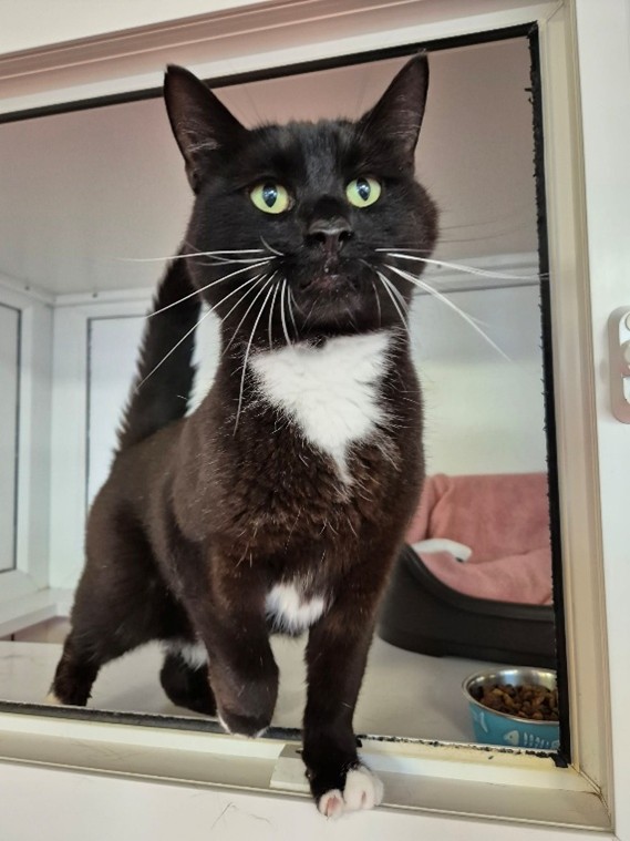 Adoptable cat at Pennine Pen Animal Rescue in Manchester, UK