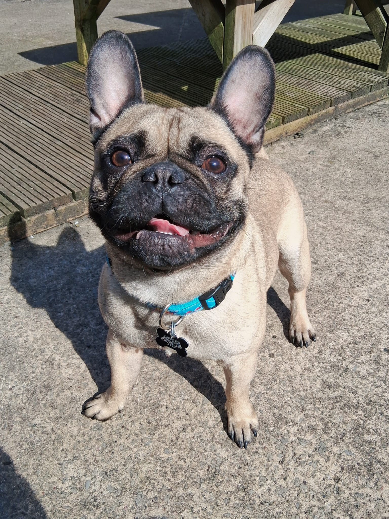 Adoptable dog at Pennine Pen Animal Rescue in Manchester, UK