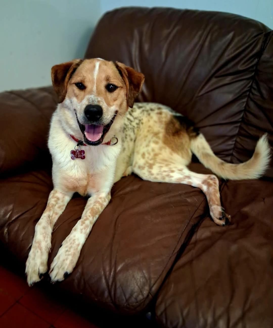 Adoptable dog at Pennine Pen Animal Rescue in Manchester, UK