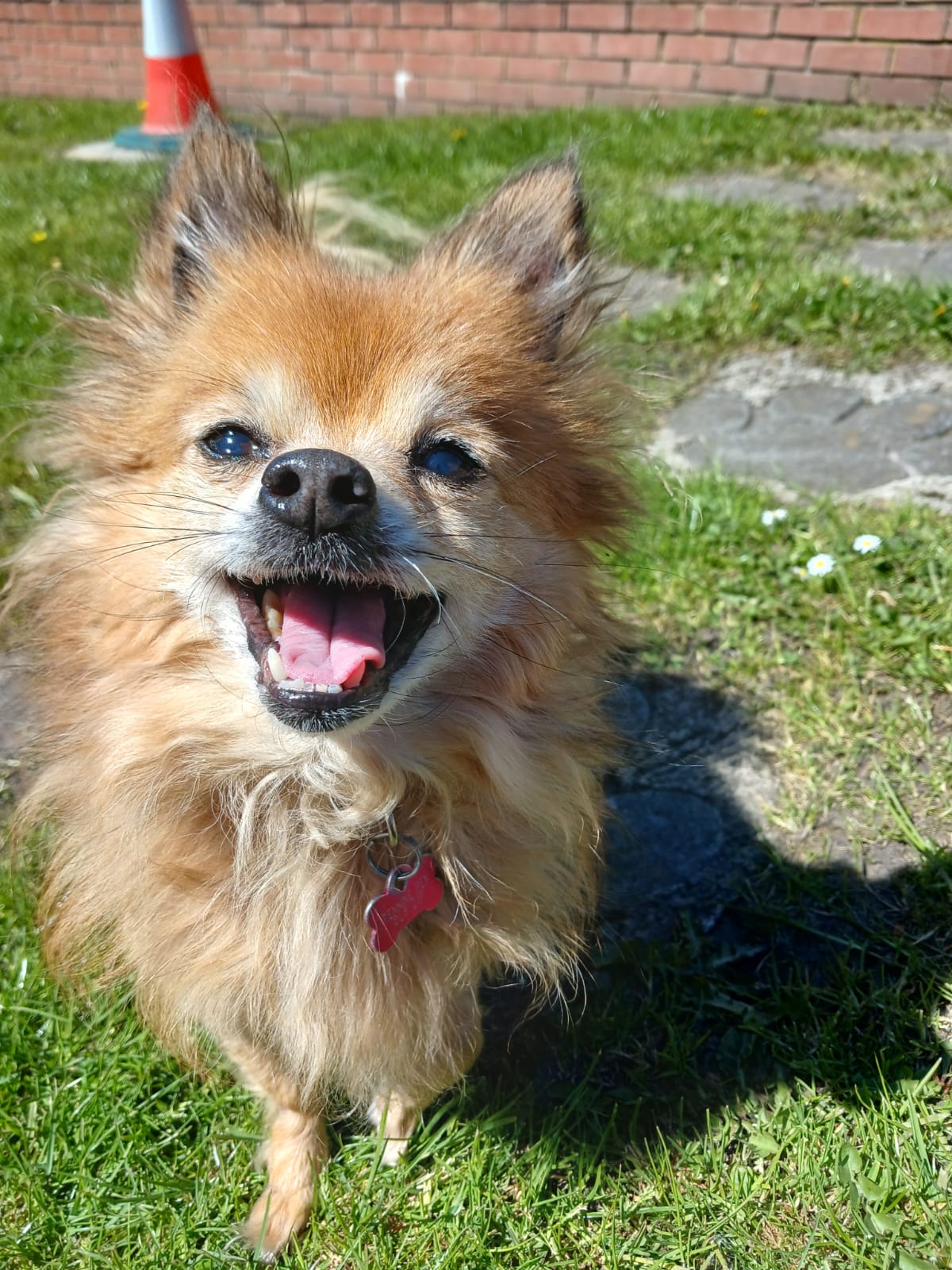 Adoptable dog at Pennine Pen Animal Rescue in Manchester, UK