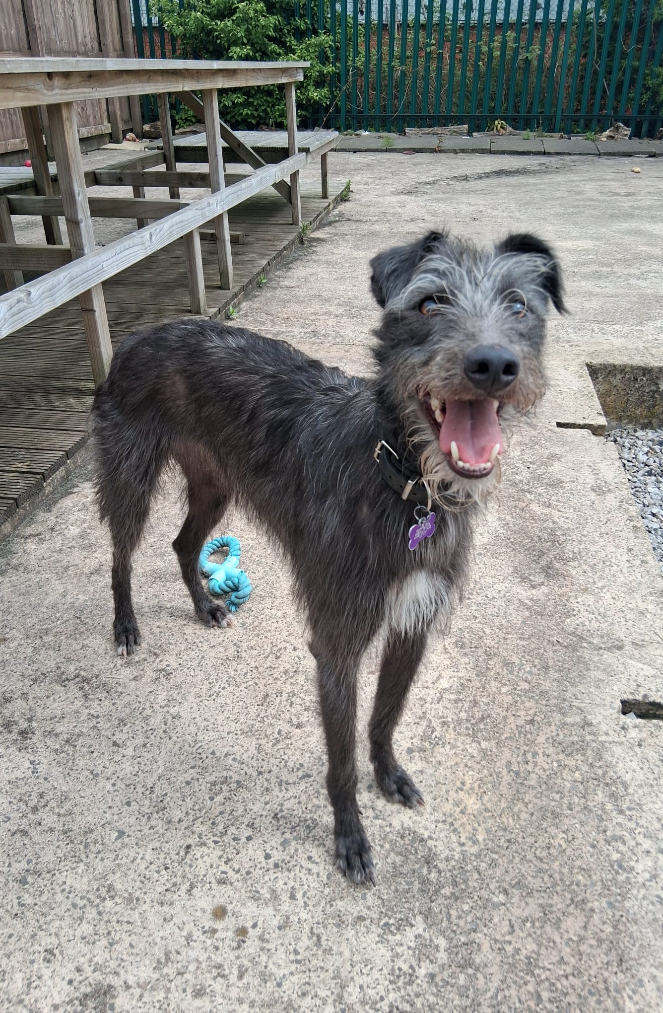 Adoptable dog at Pennine Pen Animal Rescue in Manchester, UK