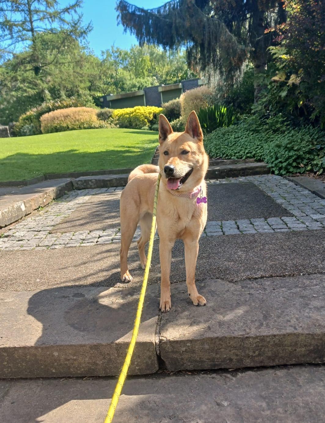 Adoptable dog at Pennine Pen Animal Rescue in Manchester, UK