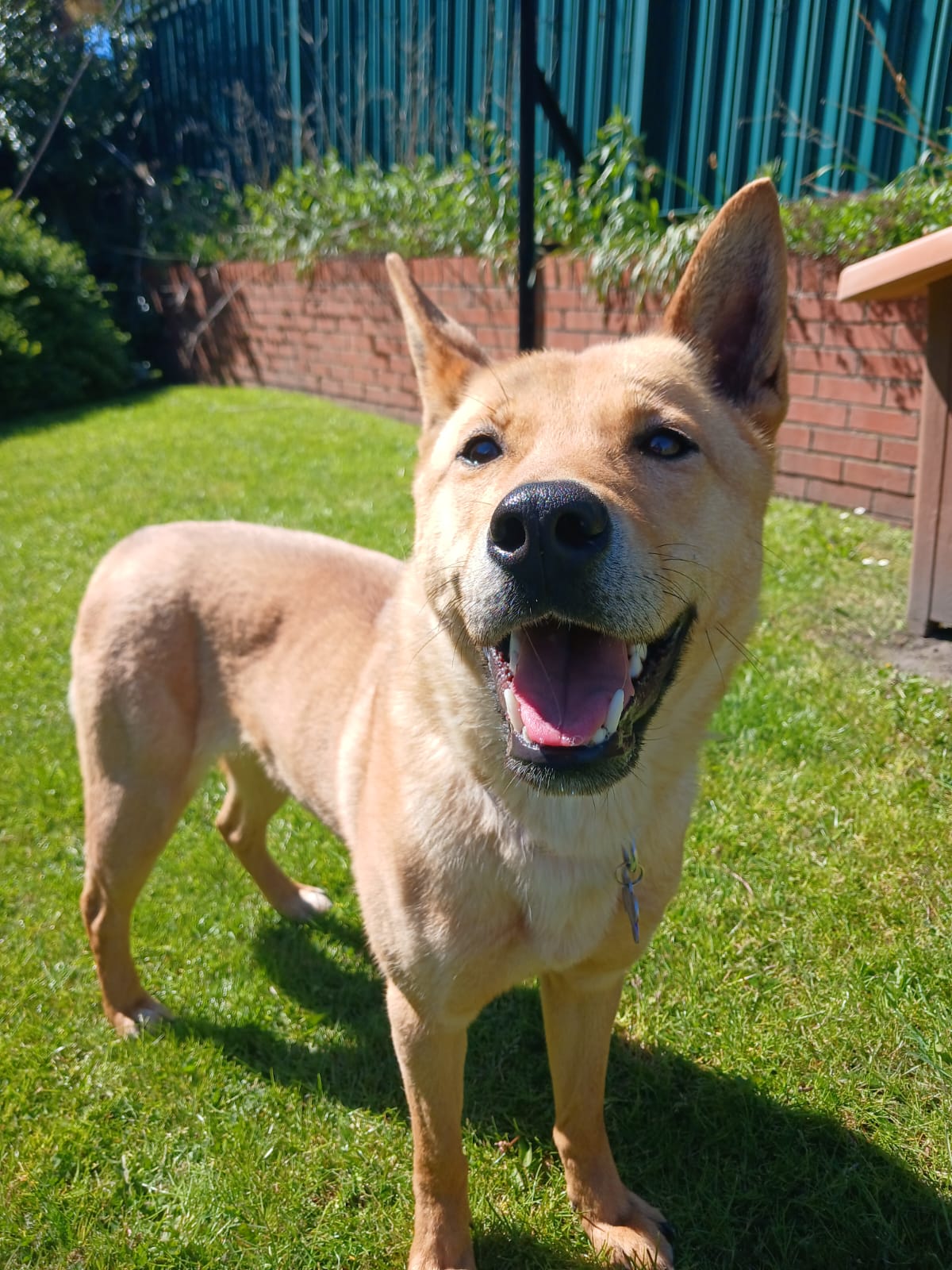 Adoptable dog at Pennine Pen Animal Rescue in Manchester, UK