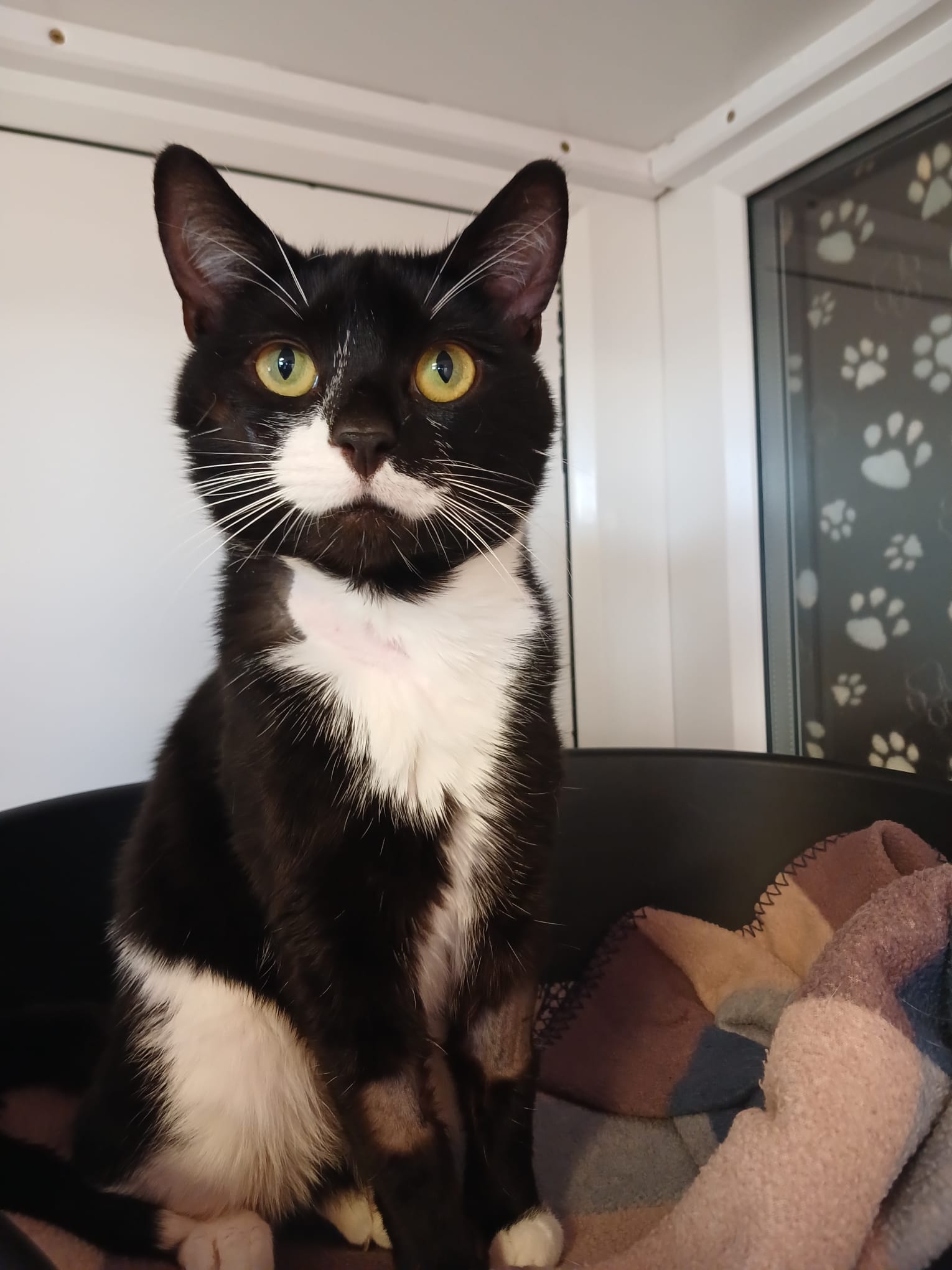 Adoptable cat at Pennine Pen Animal Rescue in Manchester, UK