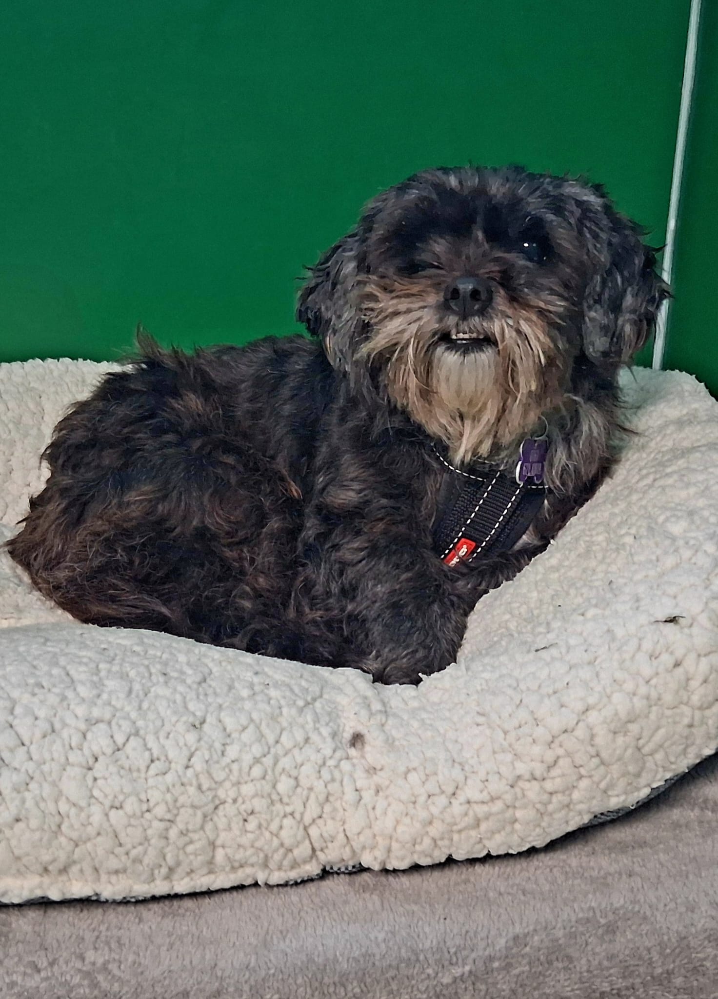 Adoptable dog at Pennine Pen Animal Rescue in Manchester, UK