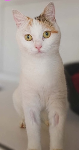 Adoptable cat at Pennine Pen Animal Rescue in Manchester, UK