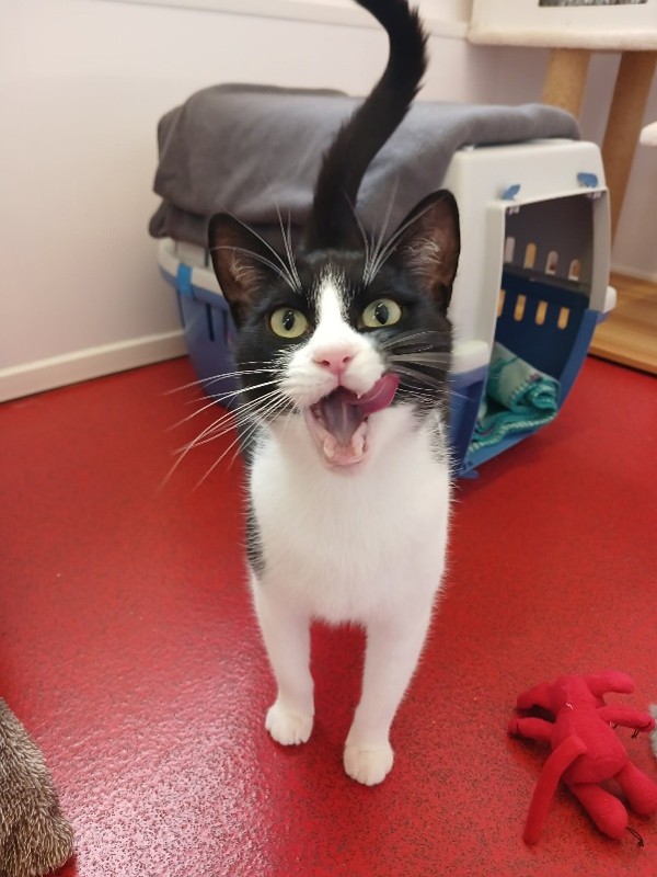 Adoptable cat at Pennine Pen Animal Rescue in Manchester, UK