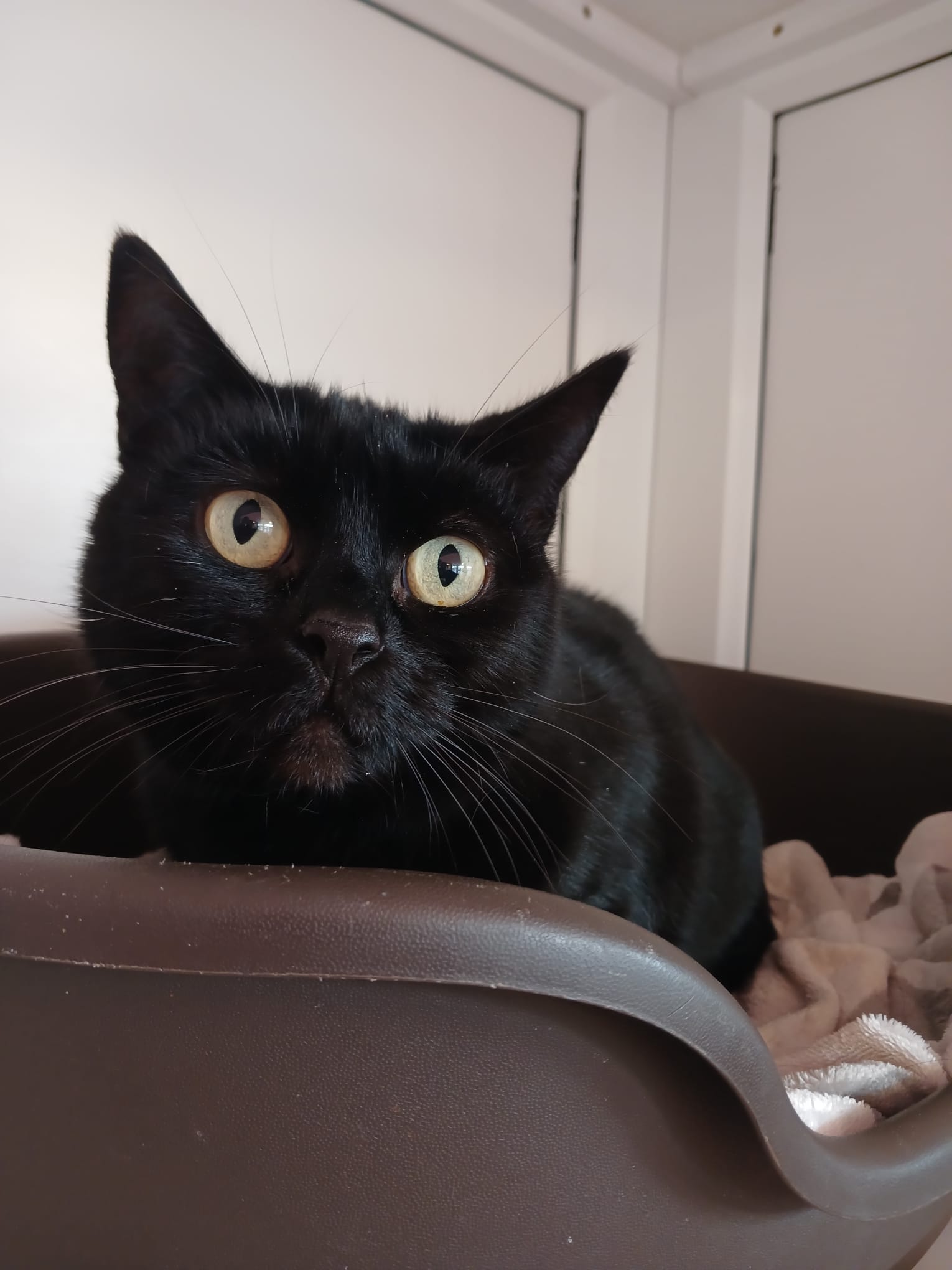 Adoptable cat at Pennine Pen Animal Rescue in Manchester, UK