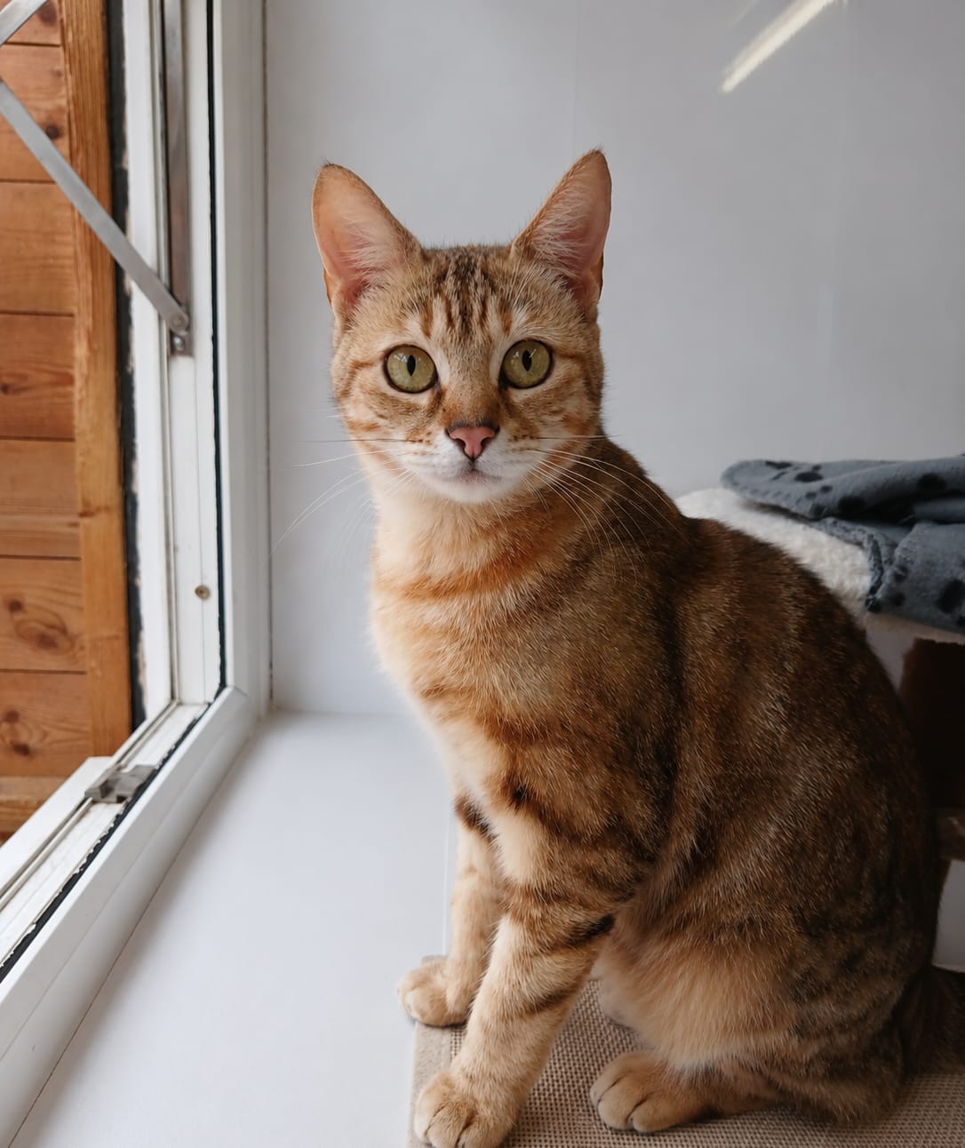 Adoptable cat at Pennine Pen Animal Rescue in Manchester, UK